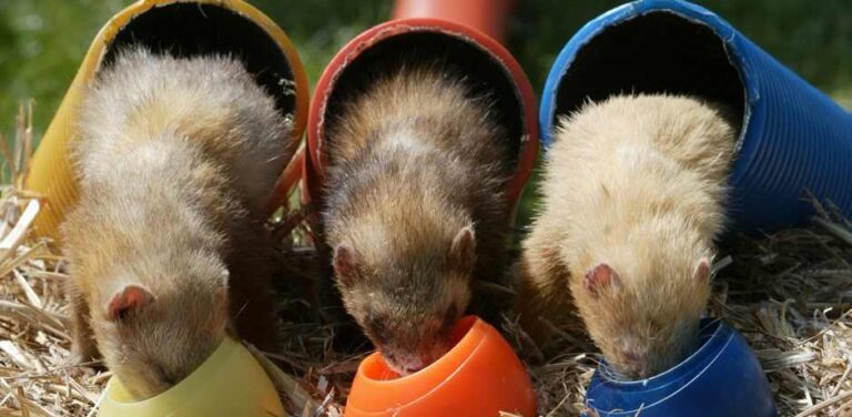 ferrets 1 768x376